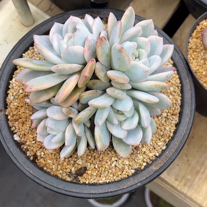 橙梦露锦 夏鸣园艺