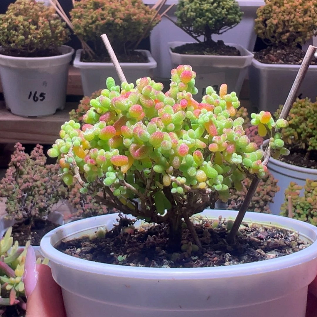 35金桔一物一拍带盆土发货