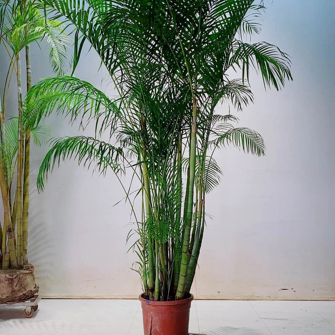 完全开放绿***鹭664678766