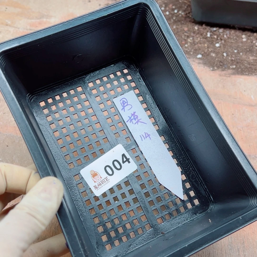 含***颠多肉植物多肉植物