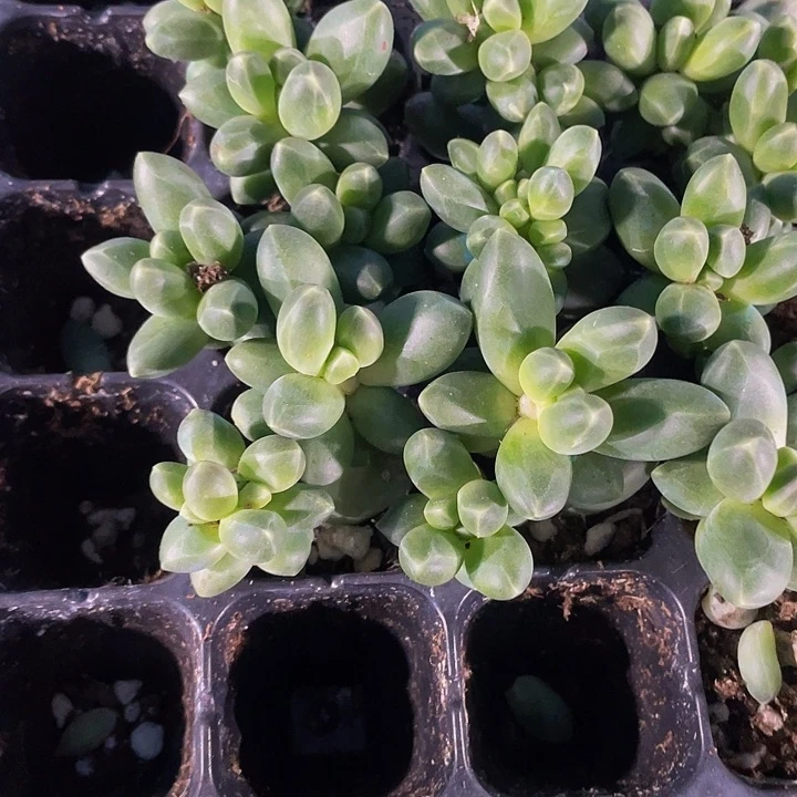 小千代田1元带土发