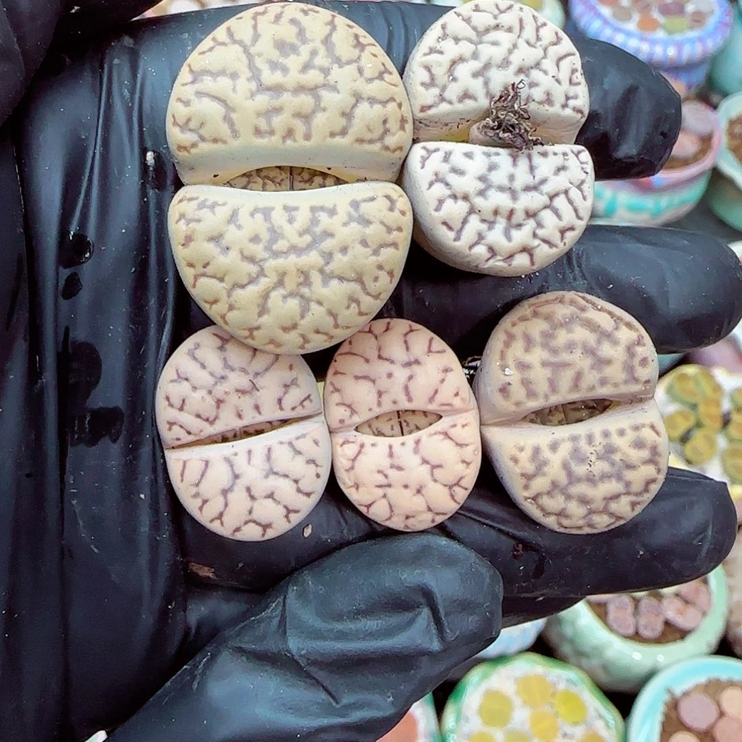 生石花满18包邮1231-24