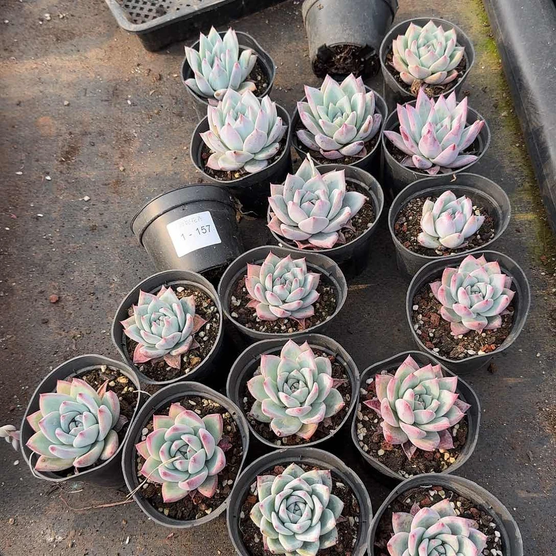 卡罗拉20颗量拍脱土发货157