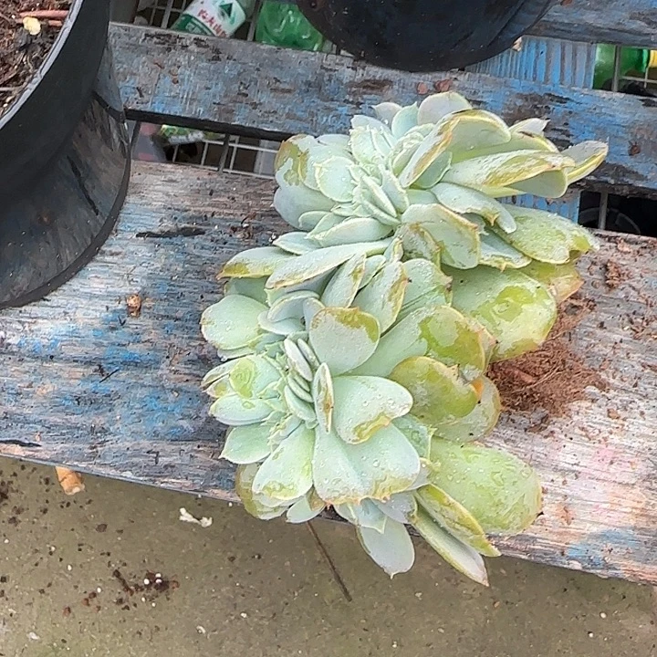 青蛙王子儿童牙膏11