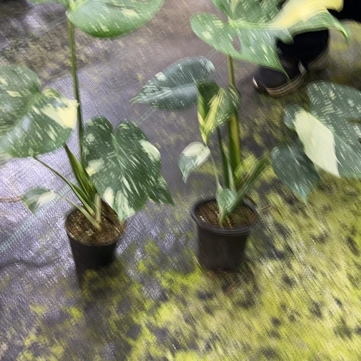 完全开放2盆小洒金龟背竹