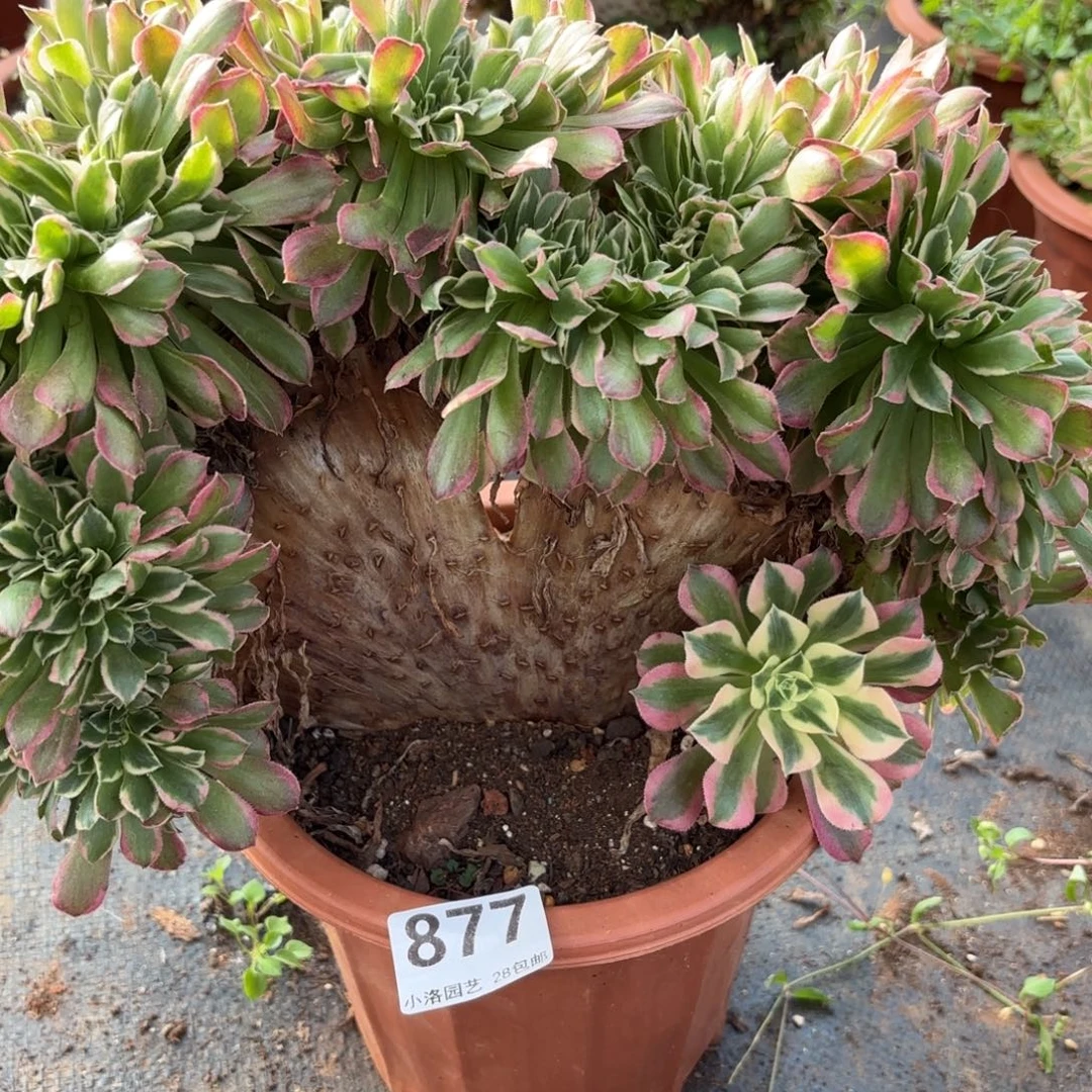 877号白凤缀化多肉植物