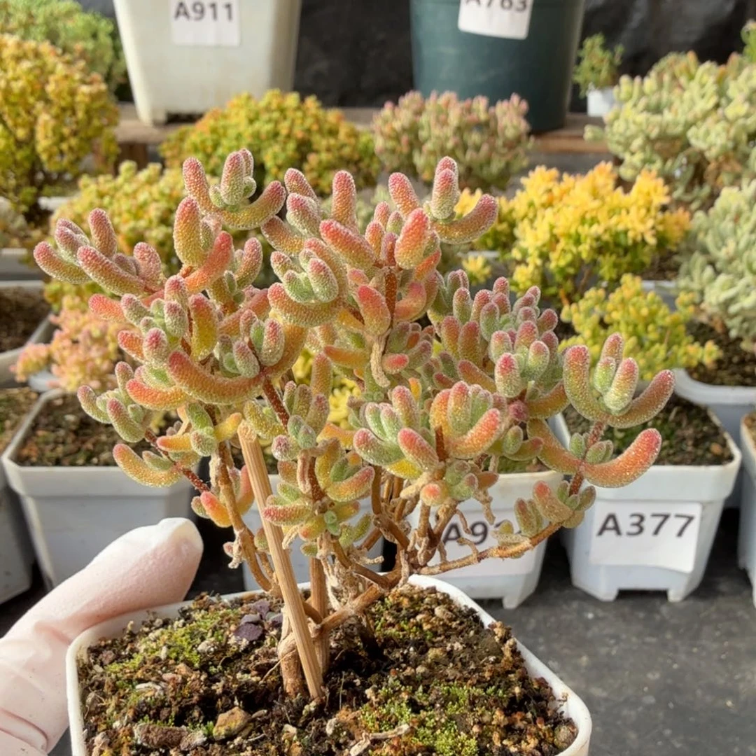 A913红冰晶枝干一物一拍