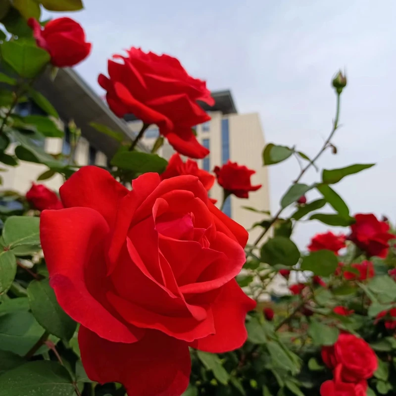 中国红  正红色玫瑰切花阳台大花月季花盆栽室内外阳台新手易养护