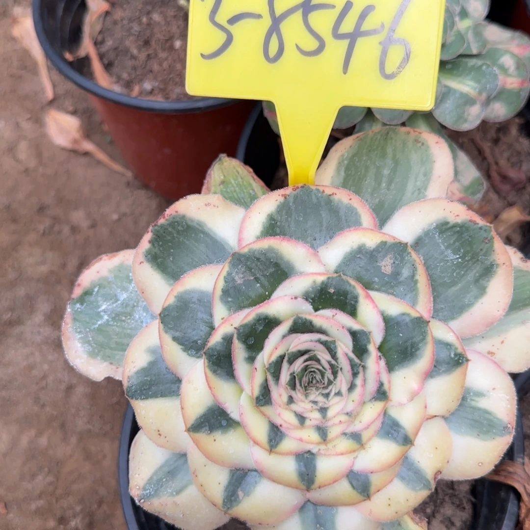 3-8546++君美丽多头