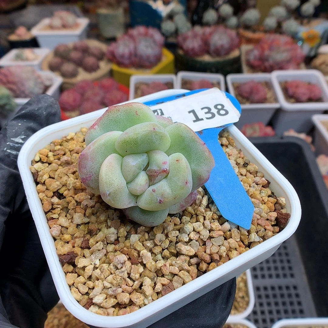 南***.138 冰玉石化多肉