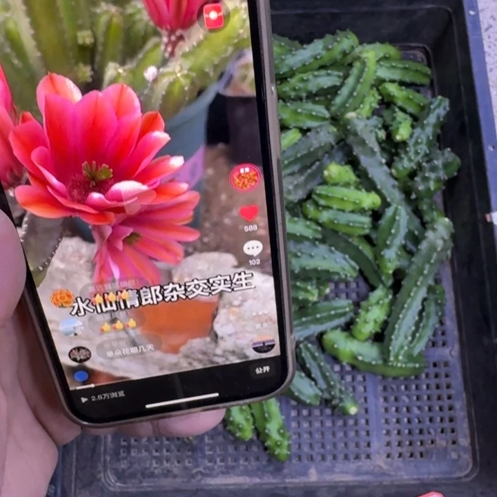 255红水仙无根侧牙小一个，20包邮