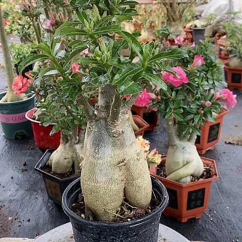 【闪购商品】无花朵水**娟绿植