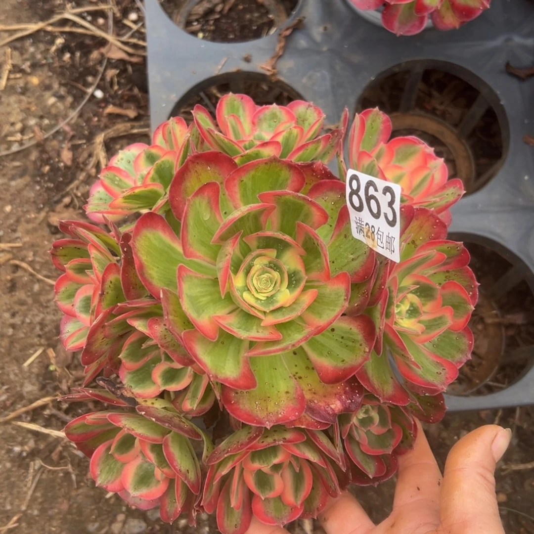 多肉植物863粉女郎