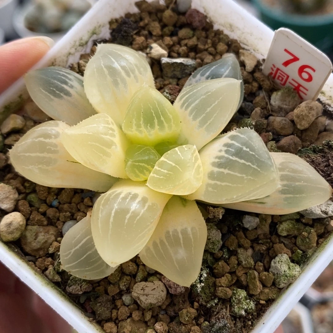 76全锦糯玉露锦一物一拍