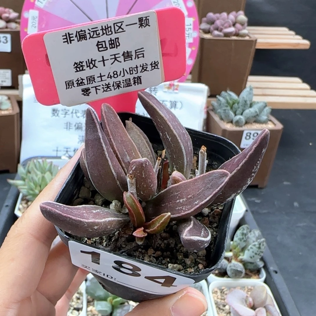 184黑肌楞叶多肉