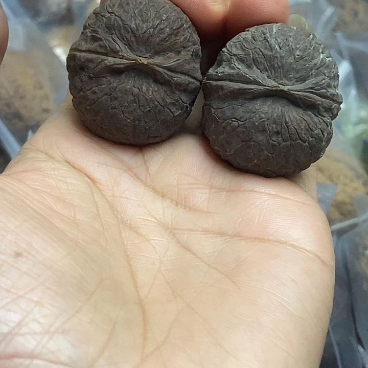 文玩核桃把件云南铁核桃基地27