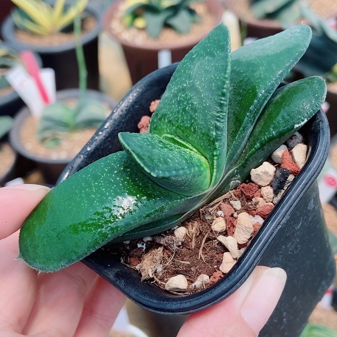 全部花苞735卧牛转实生带盆发货
