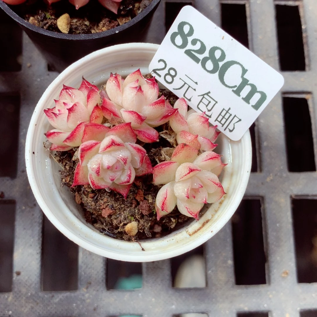 5厘米盆精控多肉828
