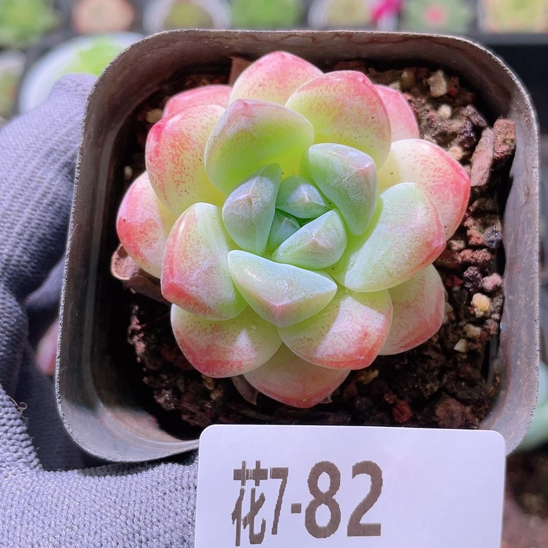 花利美 7-81冰玉