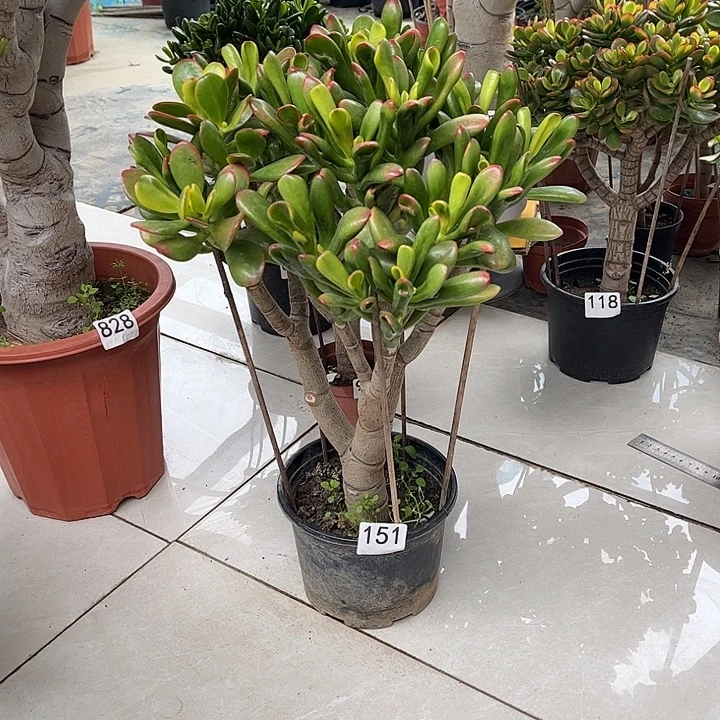 一观二铲叶花月独杆老桩