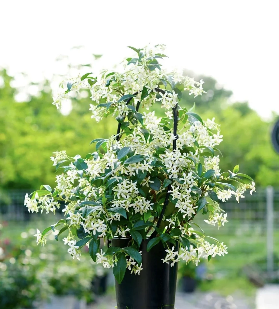 【新疆包邮】风车茉莉花带花苞盆栽浓香型室内阳台