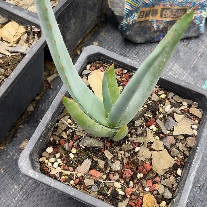 关***耳猫尾2344689098900000