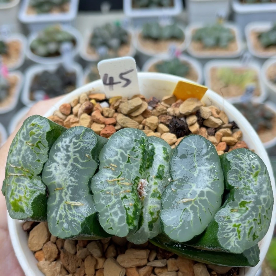 45巨大瑞龙。