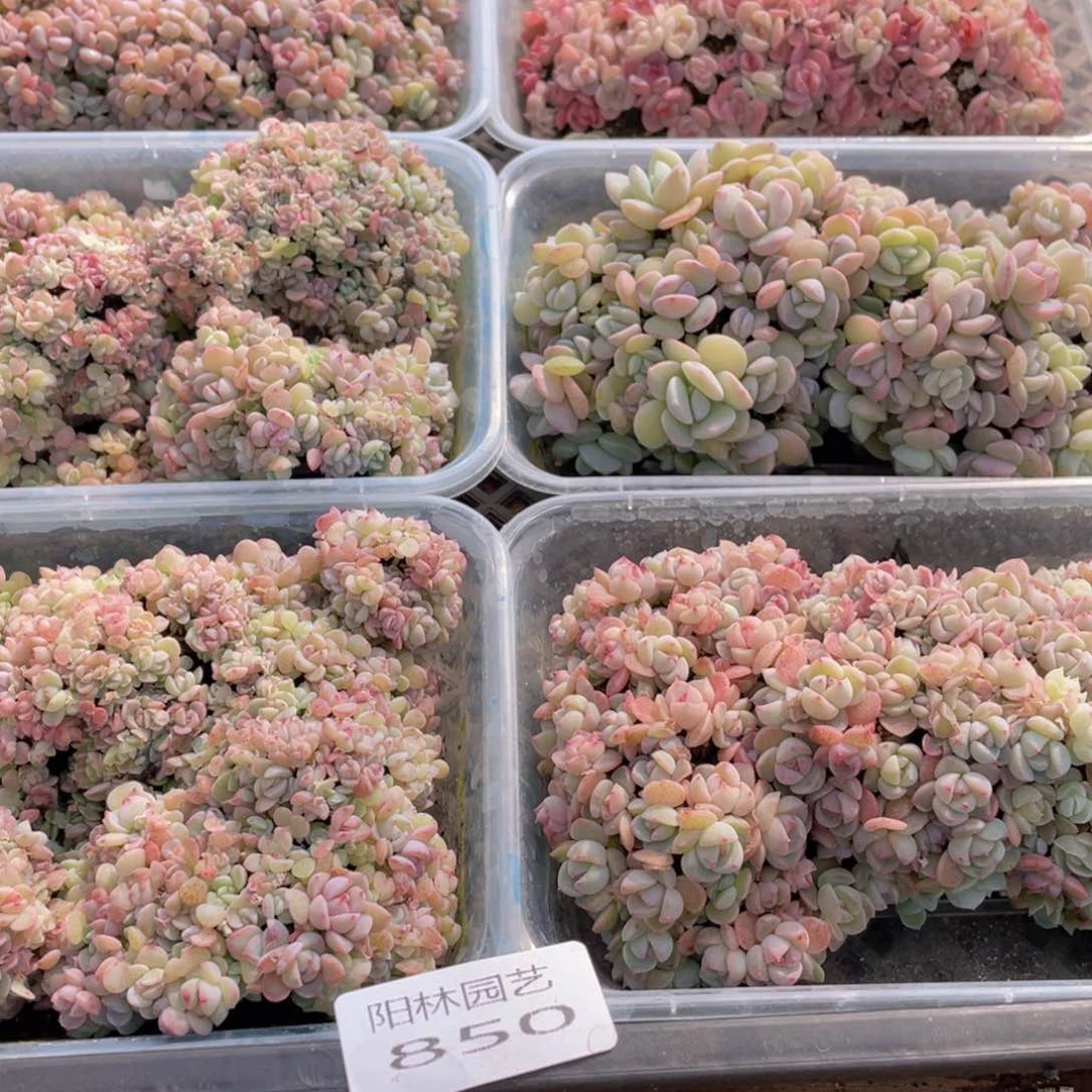 熊**宝多肉植物多肉植物850