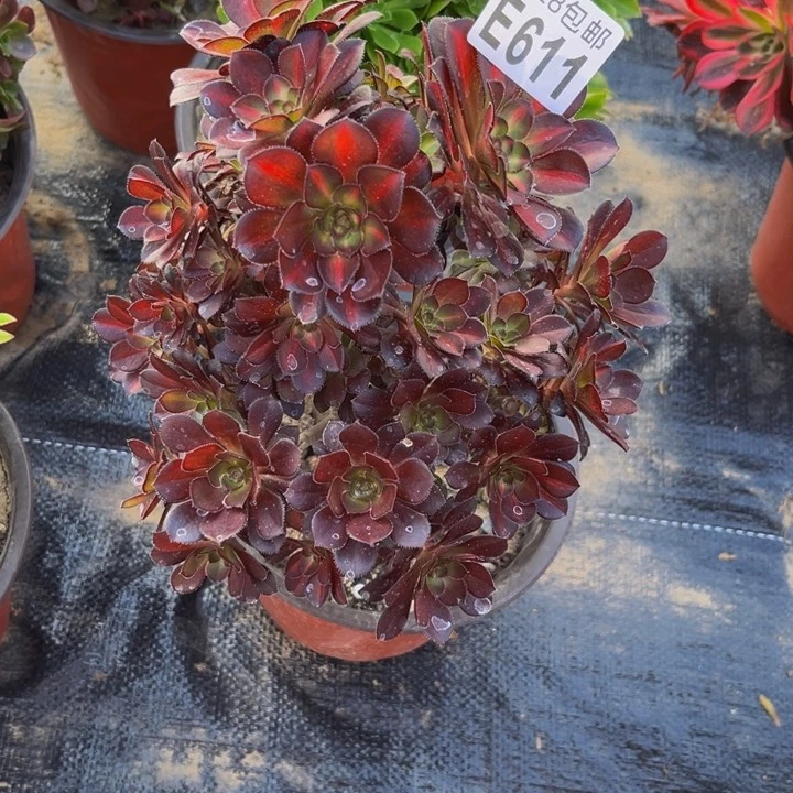 611多肉植物一物一拍