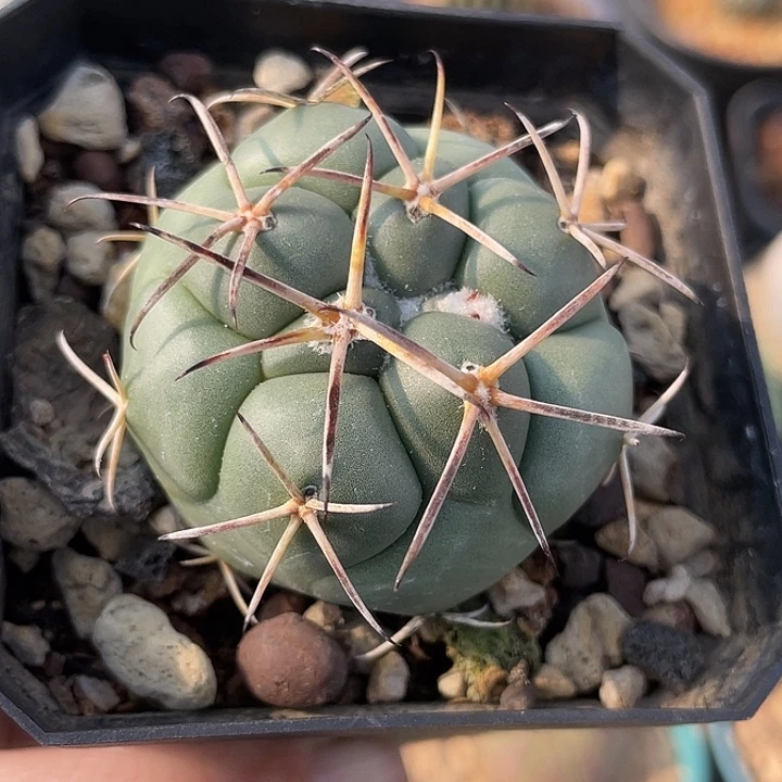 大祥冠实生仙人球