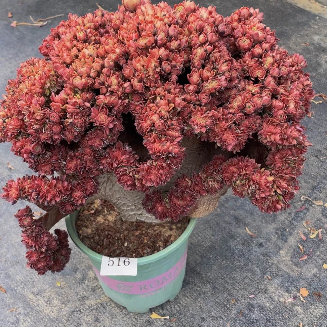 516号万圣节朵朵