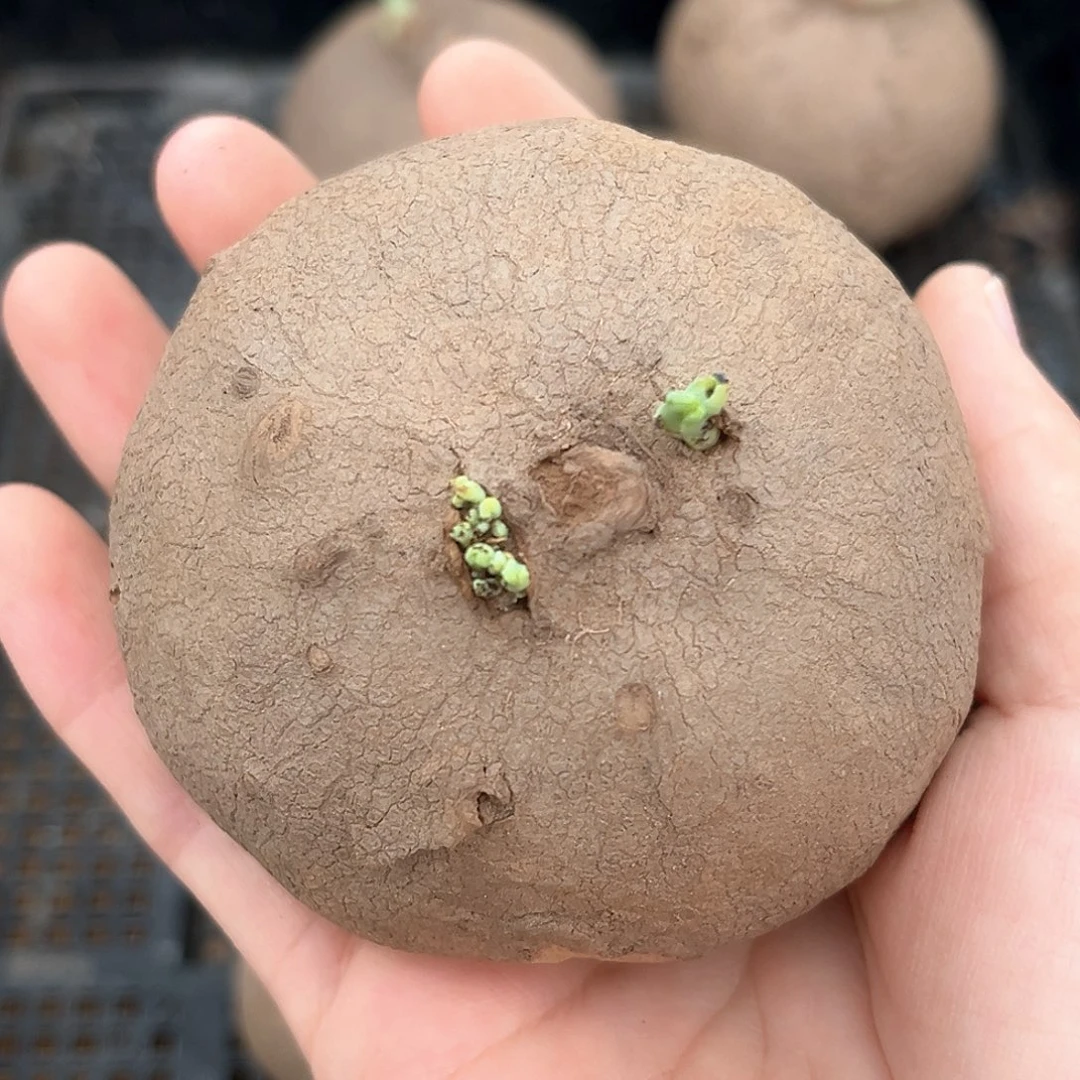 潮流植物素可泰，20