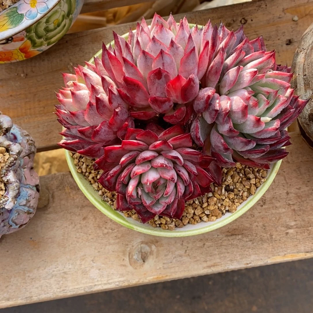 发货多肉植物一物一拍