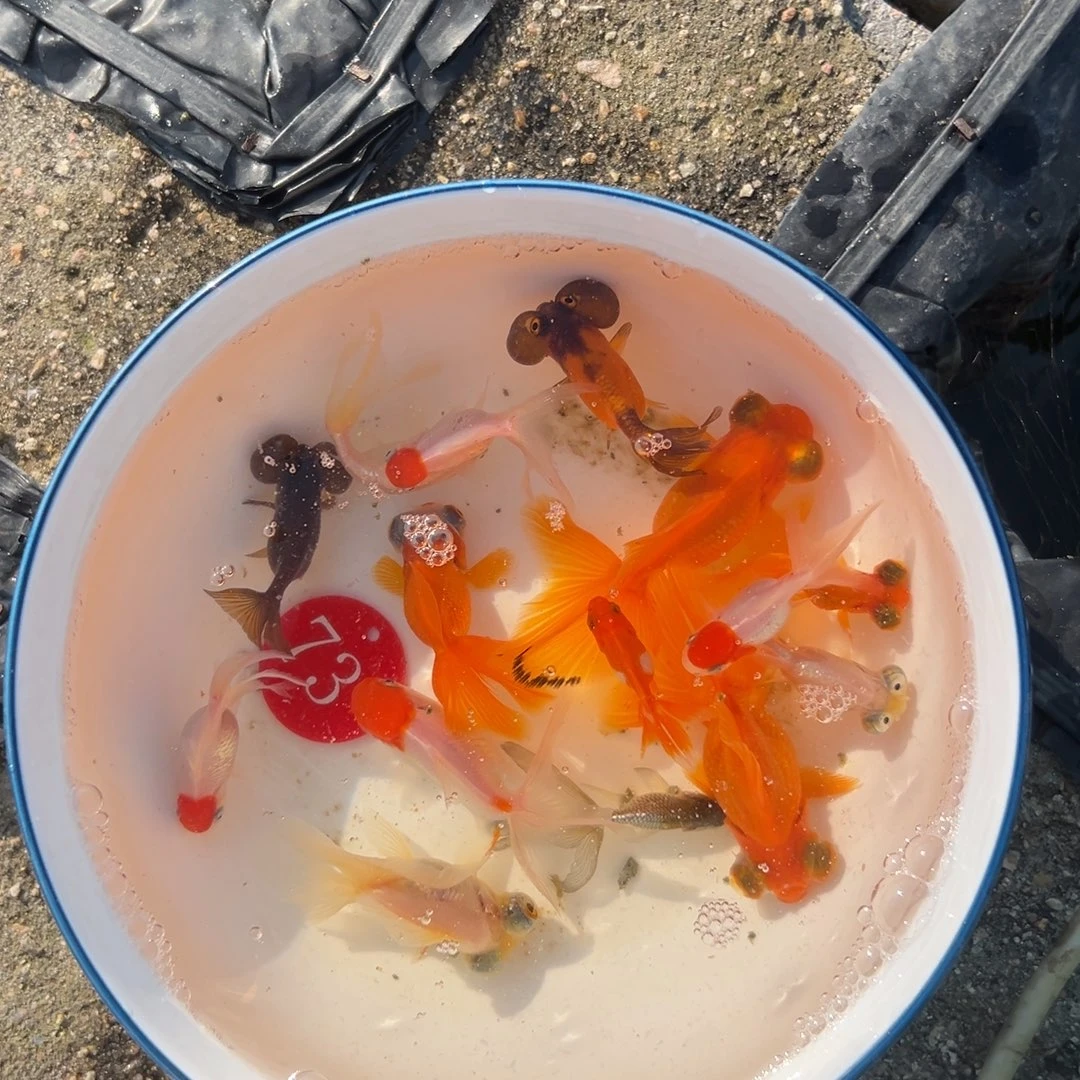 金鱼73号。15条商品