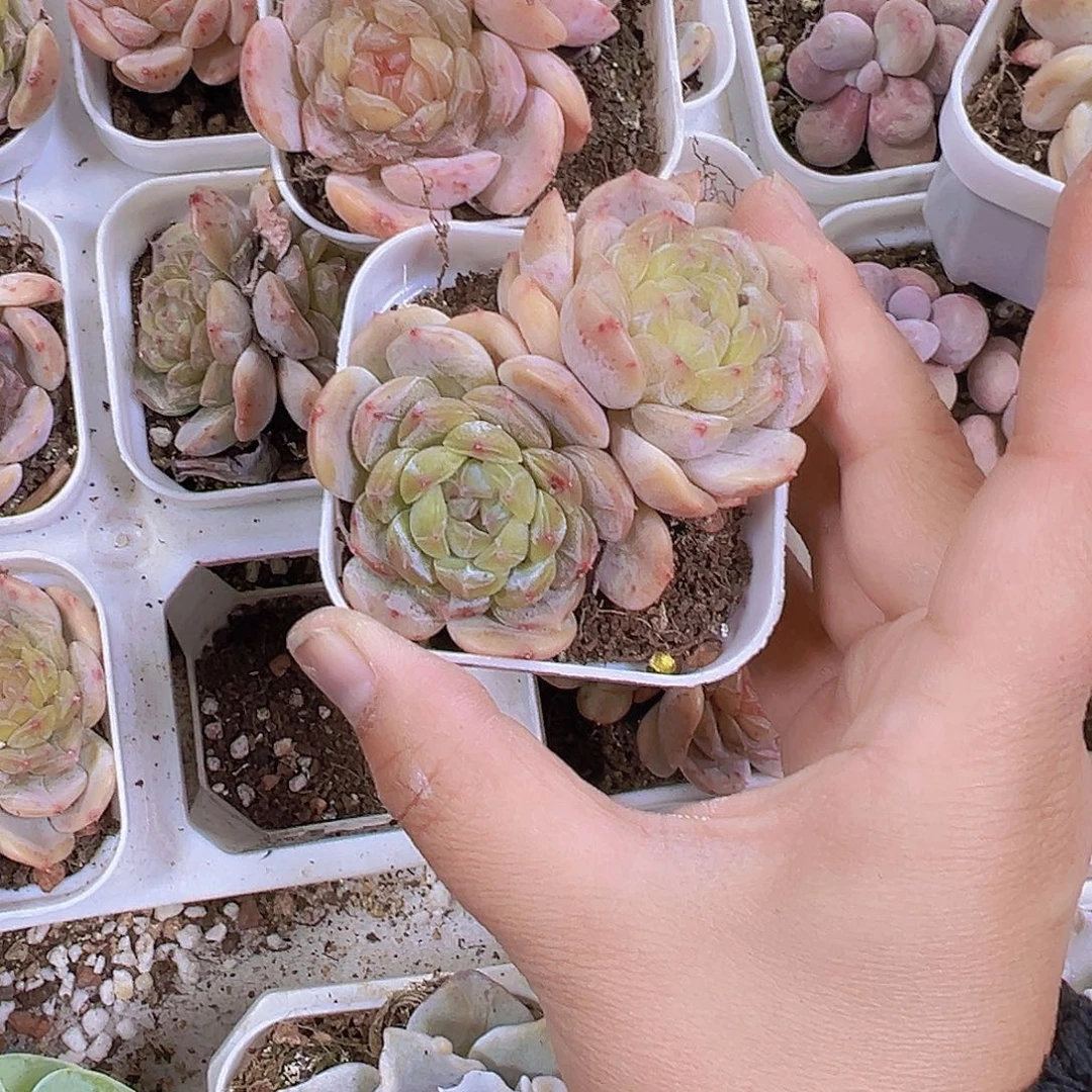 双头彩恋发样品19包邮