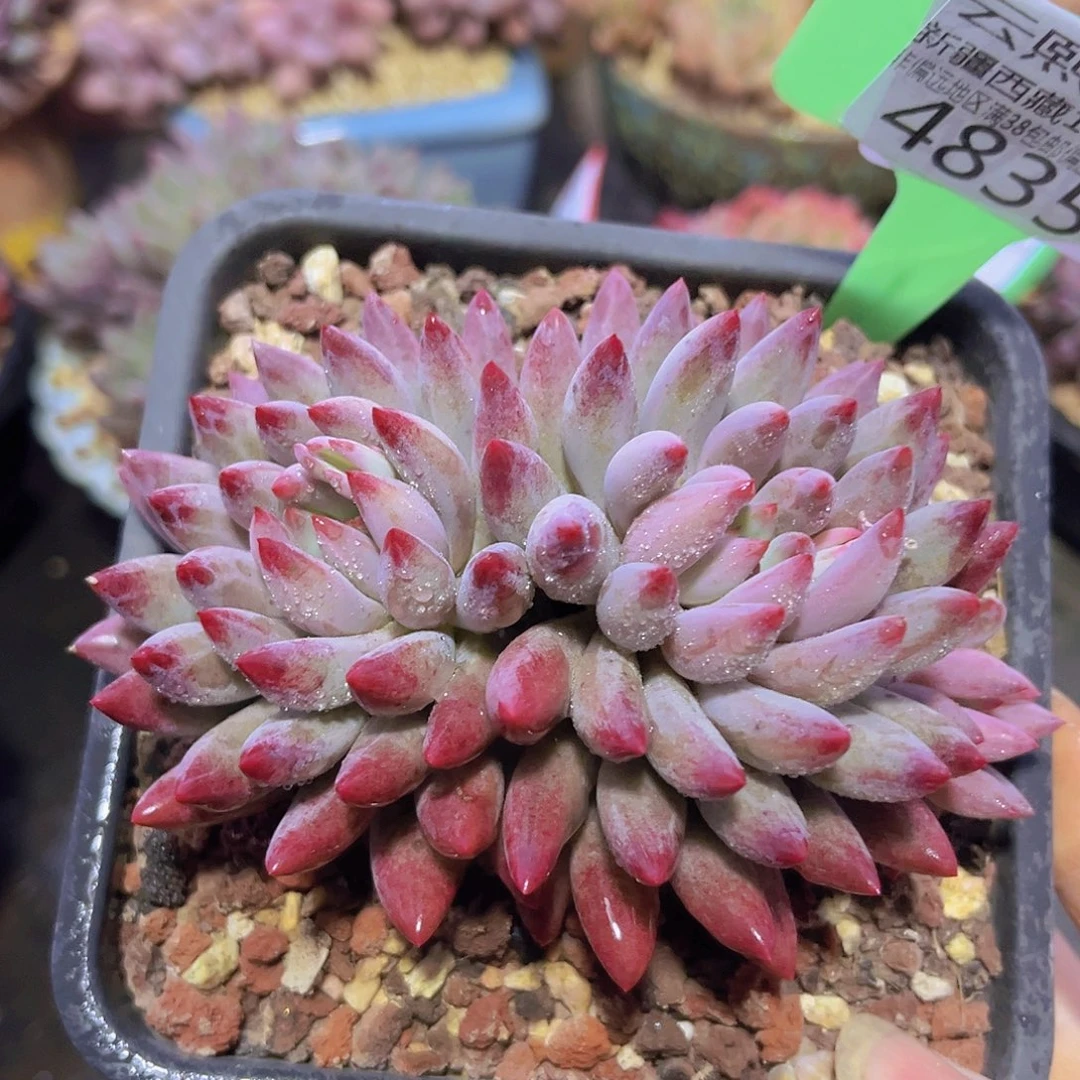 4835虞美人多肉植物