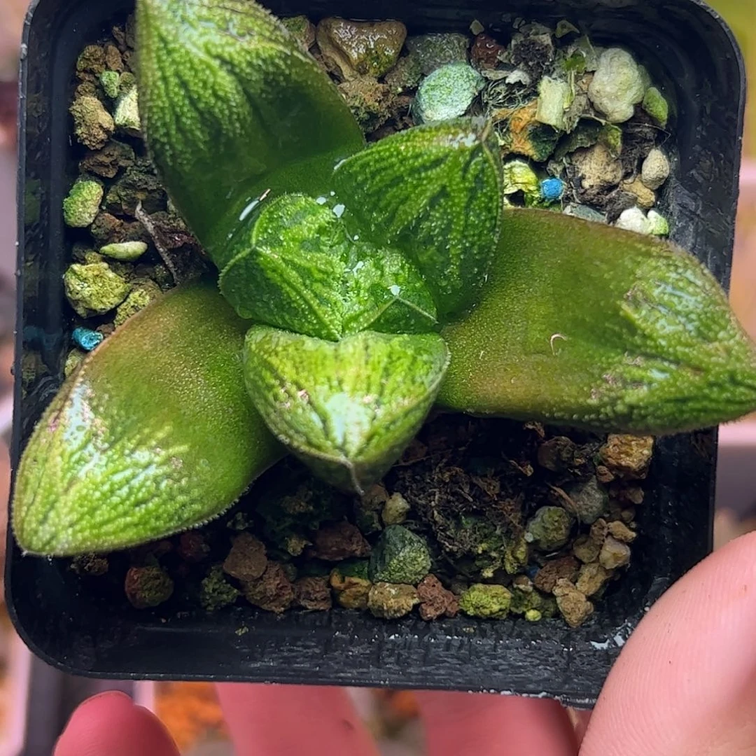 实生特选十二卷多肉植物