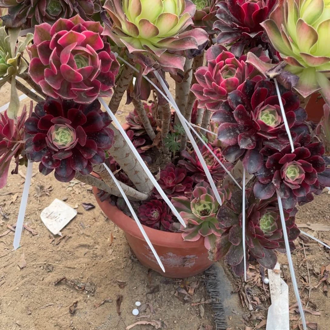 朵*1000000000000126