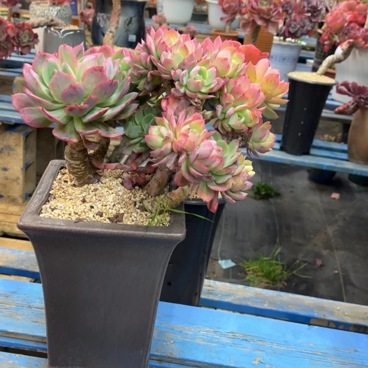 柔*京精控绮罗脱土发货