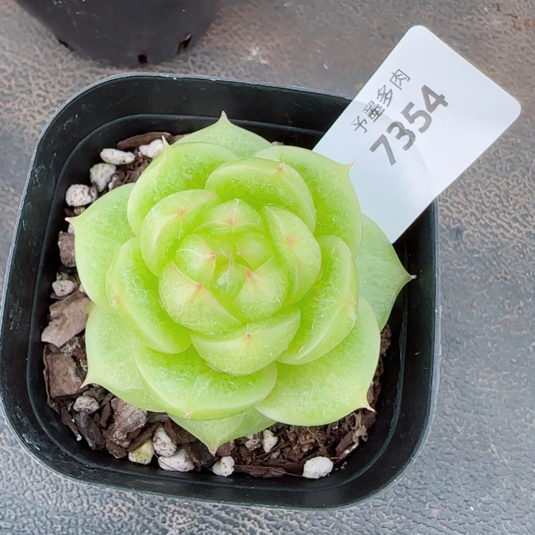 灵耀珍妮，7354多肉植物