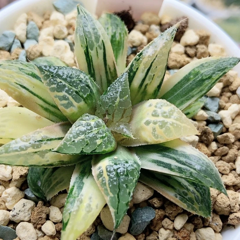 【闪购商品】ە*雄青木女王26