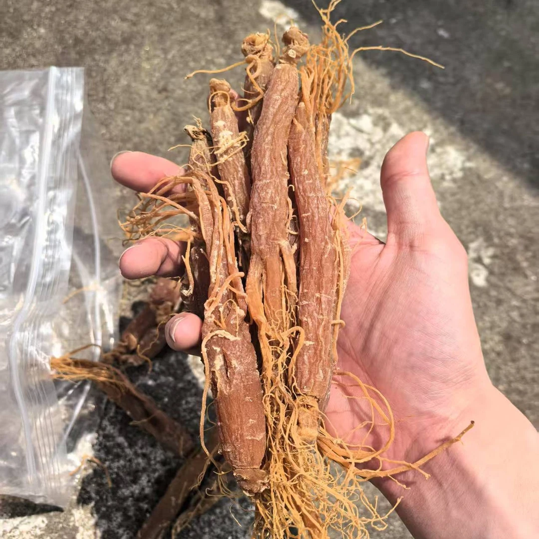云南高原深山特产红参