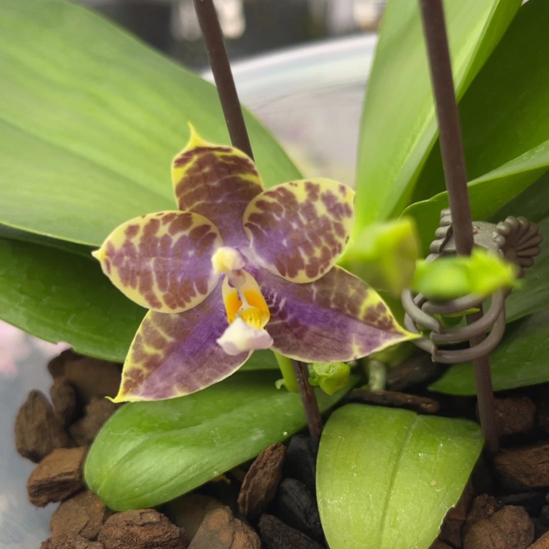 完全开放1613 s7新出根双梗 弥陀amm241