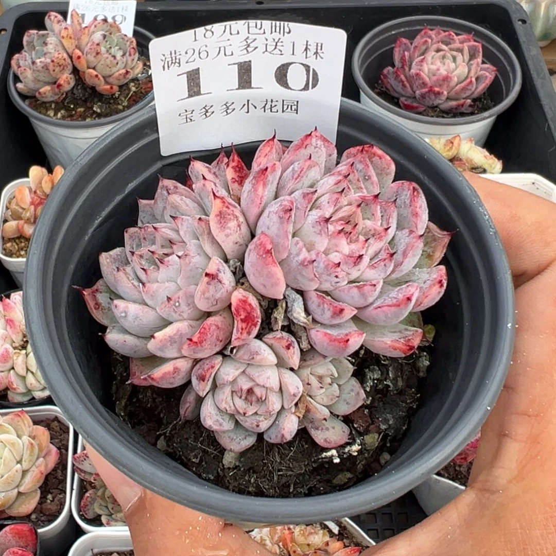 雨果群6cm 一物一拍满18元包邮