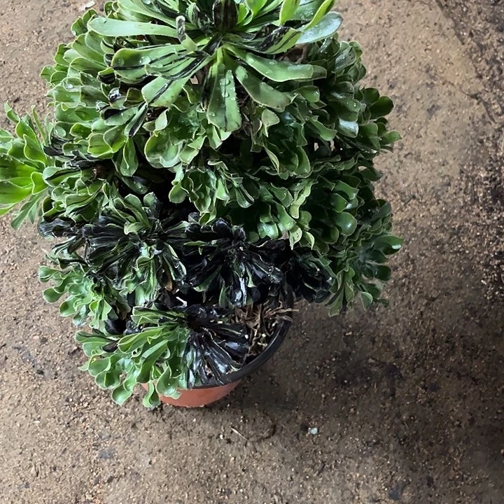 多肉植物水墨丹青锦…………