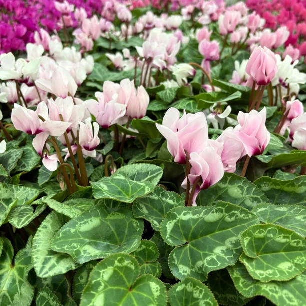 精品浅粉色若兰仙客来120规格到手一盆