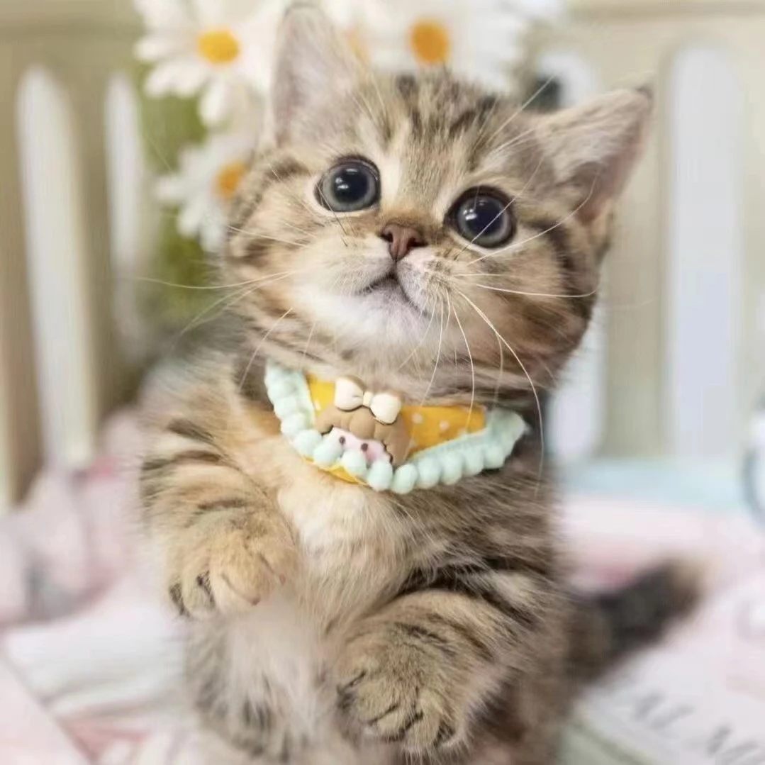 中华田园猫活体宠物猫蓝猫混血猫咪幼崽家养橘猫狸猫橘白狸白猫