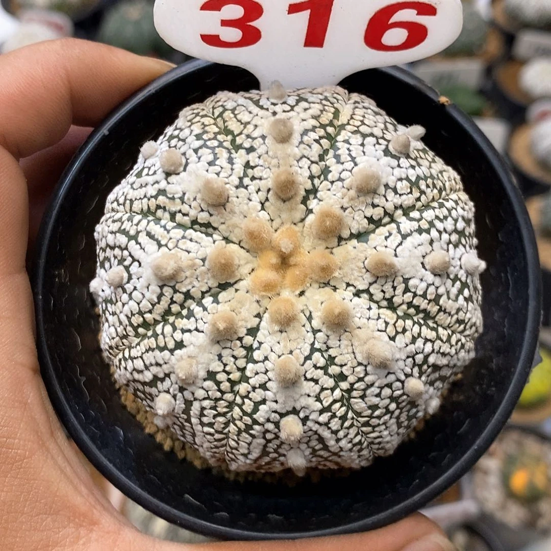 316奇迹福利特价咯