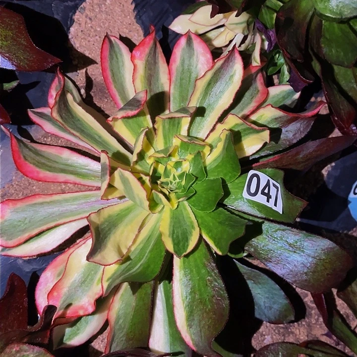 047魅影七彩多肉植物处理不售后