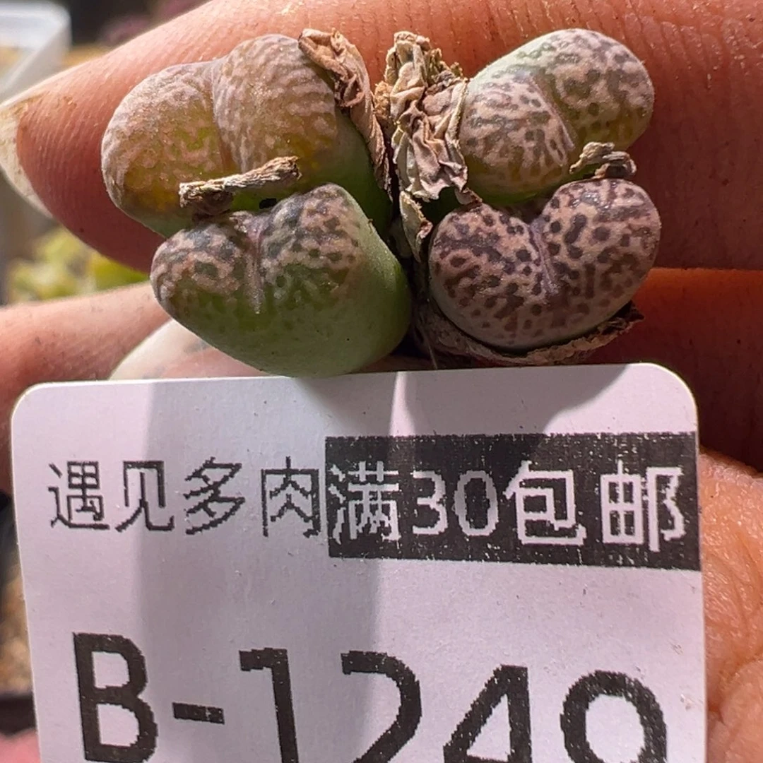 多肉植物111111111111